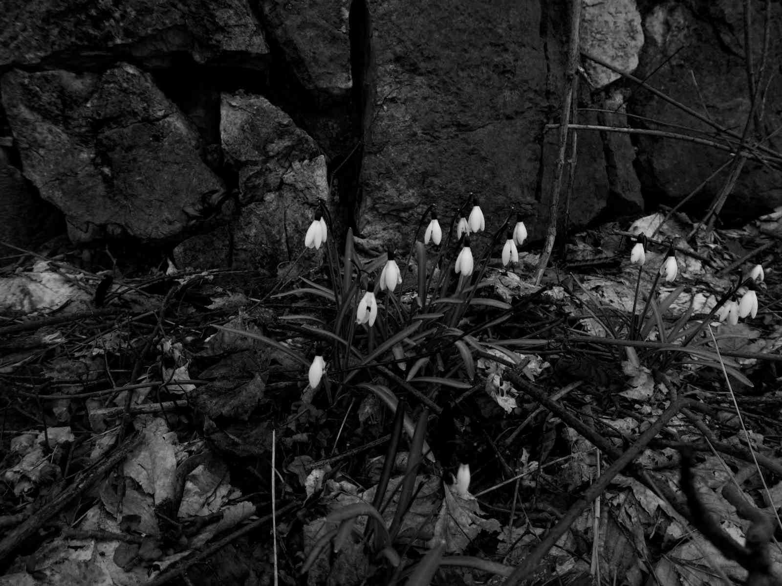 Frühlingserwachen Frühlingserwachen