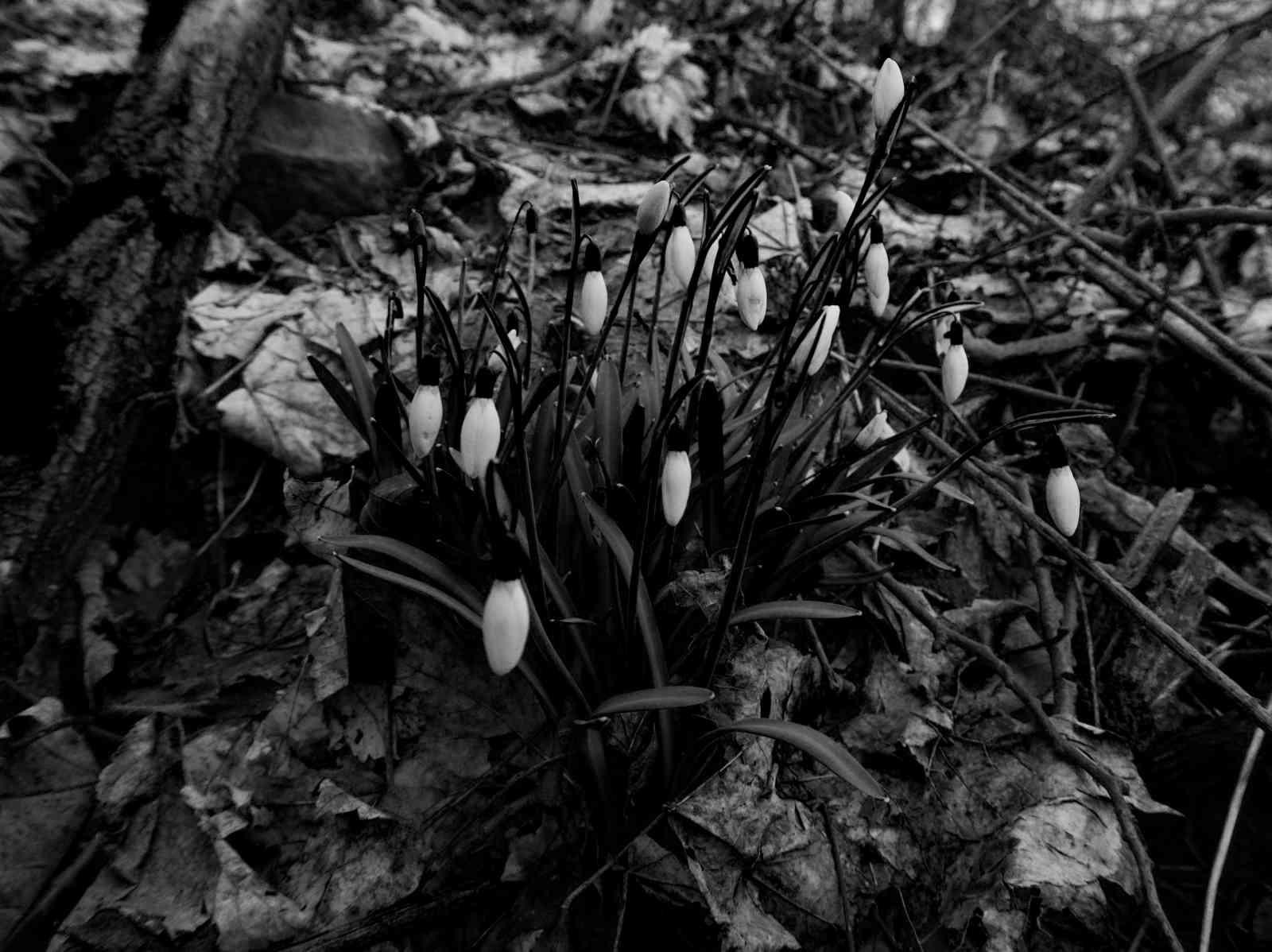 Frühlingserwachen Frühlingserwachen