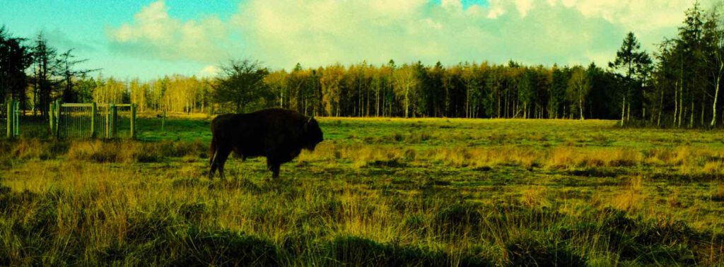 Wisent in der Heide