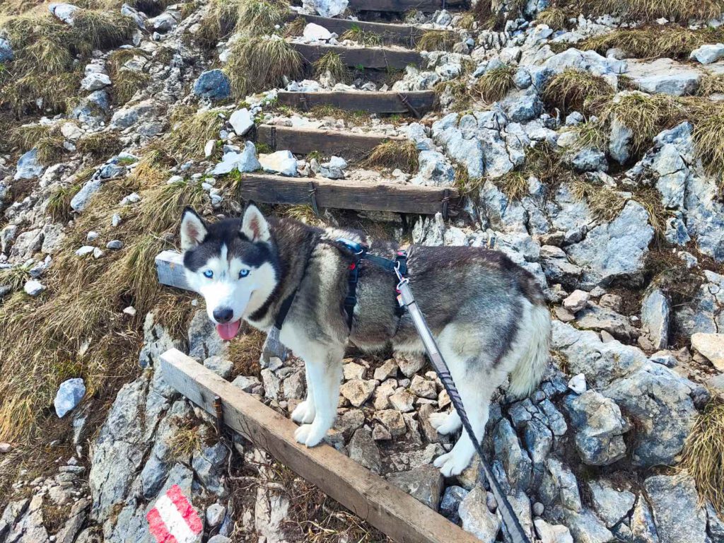 Loki auf dem Steig